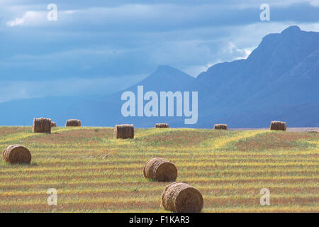 Übersicht von Heuballen im Feld Swellendam, Westkap, Südafrika Stockfoto