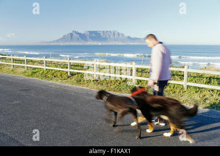 Man Walking Hunde, Bloubergstrand, Western Cape, Südafrika Stockfoto