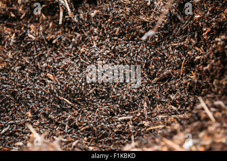 Rote Waldameisen (Formica Rufa) In Ameisenhaufen Makrofoto, große Ameisenhaufen hautnah, Ameisen Ameisenhaufen übergesiedelt. Hintergrund der roten Ameise Doppelpunkt Stockfoto