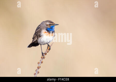 Männliche Blaukehlchen (Luscinia Svecica) auf einem Busch Stechginster (Ulex Europaeus) Stockfoto