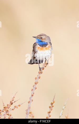 Männliche Blaukehlchen (Luscinia Svecica) auf einem Busch Stechginster (Ulex Europaeus) Stockfoto