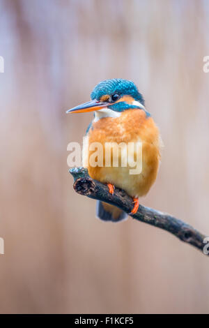 Eisvogel (Alcedo Atthis) hocken auf einem Ast Stockfoto