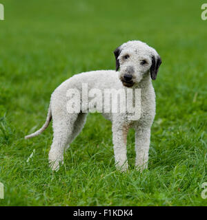 Bedlington terrier Stockfoto