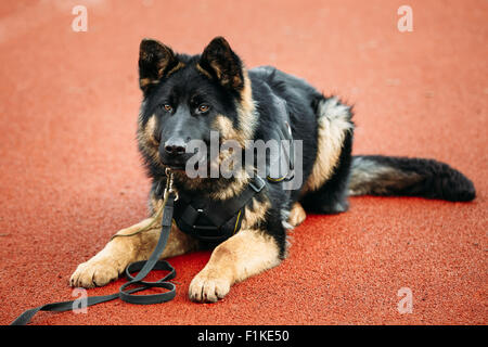 Junge Welpen schwarz Deutscher Schäferhund sitzt auf Boden Stockfoto