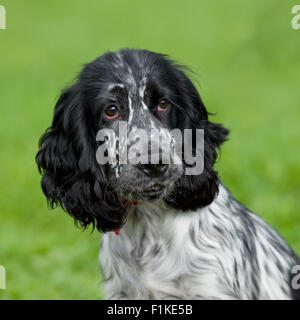 English Cocker Spaniel Stockfoto