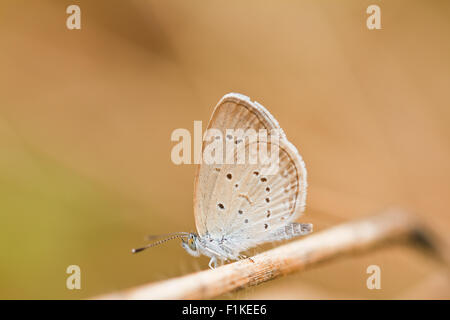 Schmetterling auf einem Grashalm. Stockfoto