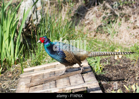 Melanistische Mutant Fasan Phasianus Colchicus (var. Tenebrosus) Stockfoto