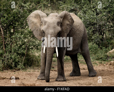 Elefant, Madikwe Wildreservat, North West Province, Südafrika Stockfoto