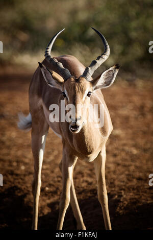 Springbock, Madikwe Wildreservat, North West Province, Südafrika Stockfoto