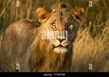 E-Mail Löwe, Madikwe Game Reserve, North West Province, Südafrika Stockfoto