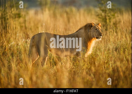 E-Mail Löwe, Madikwe Game Reserve, North West Province, Südafrika Stockfoto