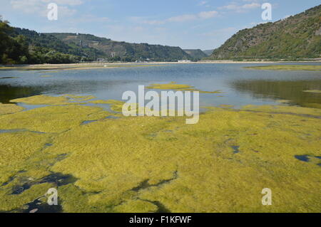 Bacharach, Deutschland - 22. August 2015: Algen Pest im Fluss Rhein während der schweren Dürre im Sommer wegen der globalen Erwärmung Stockfoto