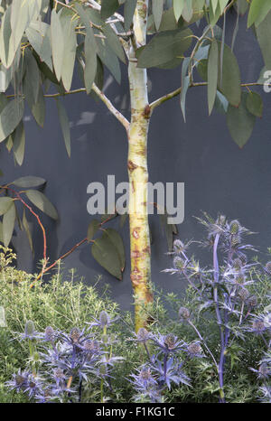 Eryngium Bourgatii Picos blau Healing Stadtgarten, Designer Rae Wilkinson, Sponsor Living Landscapes Stockfoto