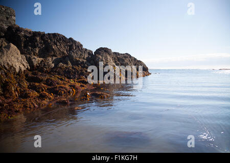 Felsformationen mit Algen in Porth Ysgaden, Tudweiliog, Llyn Halbinsel, Nord Wales auf einem strahlend sonnigen Sommertag Stockfoto