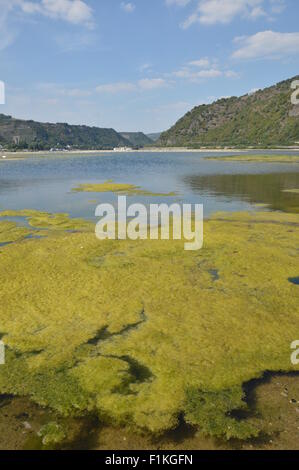 Bacharach, Deutschland - 22. August 2015: Algen Pest im Fluss Rhein während der schweren Dürre im Sommer wegen der globalen Erwärmung Stockfoto