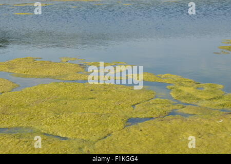 Bacharach, Deutschland - 22. August 2015: Algen Pest im Fluss Rhein während der schweren Dürre im Sommer wegen der globalen Erwärmung Stockfoto