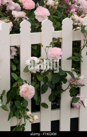 Rosa Rose ' Gentle Hermine ' Englische Rosen wachsen und blühen durch einen weißen Pflückengartenzaun im Sommer - Rosenrand im Blumensommer - Großbritannien Stockfoto