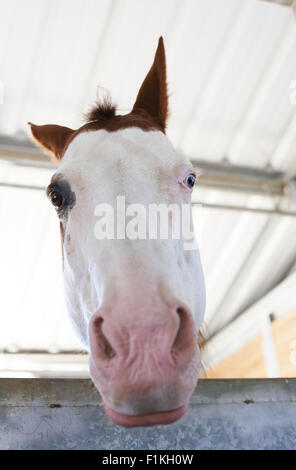 Ein Pferd mit verschiedenen farbigen Augen. Stockfoto