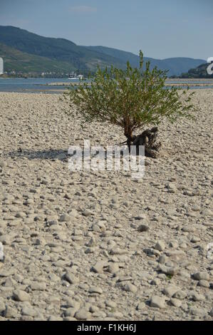 Rhein trocknete in der Nähe von Lorch Stockfoto