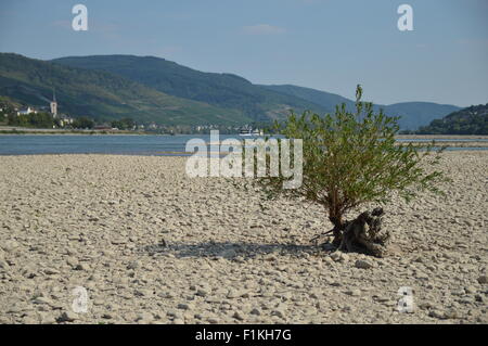 Rhein trocknete in der Nähe von Lorch Stockfoto