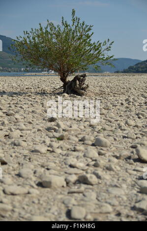 Rhein trocknete in der Nähe von Lorch Stockfoto