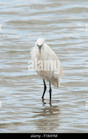 Porträt der Seidenreiher, Egretta Garzetta, Ardeidae, ruht in einem Sumpf. Stockfoto