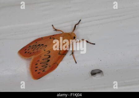 Rosig Lakai, Rosen-Flechtenbärchen, Rosenmotte, Rosaroter Flechtenbär, Miltochrista Miniata, Phalaena Rosazea, La rosette Stockfoto