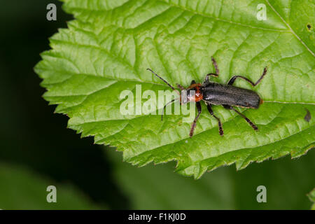 Gemeinsamen Soldat Käfer, gemeinsame Cantharid, Cantharids, Soldatenkäfer, Soldaten-Käfer, gemeinen Weichkäfer Cantharis Fusca Stockfoto