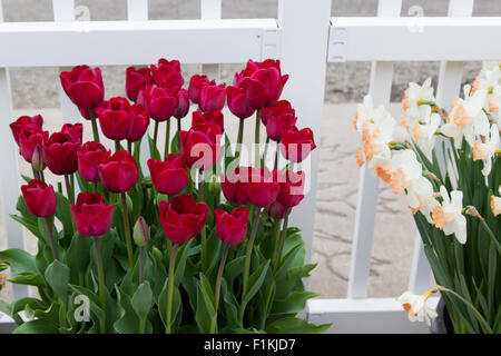 Ein Topf voll von roten Tulpen neben einem weißen Zaun mit weichen verschwommene Narzissen, die ihnen gegenüber. Stockfoto