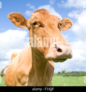 Guernsey-Kuh Stockfoto