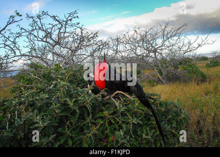 Paar der Fregattvögel Paarung, nisten - Male mit bunten roten Beutel aufgeblasen - Galapagos-Inseln, Ecuador, Südamerika Stockfoto