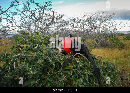 Paar der Fregattvögel Paarung, nisten - Male mit bunten roten Beutel aufgeblasen - Galapagos-Inseln, Ecuador, Südamerika Stockfoto