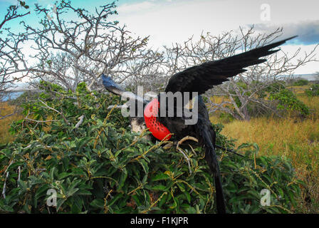 Paar der Fregattvögel Paarung, nisten - Male mit bunten roten Beutel aufgeblasen - Galapagos-Inseln, Ecuador, Südamerika Stockfoto