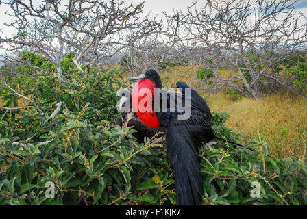 Paar der Fregattvögel Paarung, nisten - Male mit bunten roten Beutel aufgeblasen - Galapagos-Inseln, Ecuador, Südamerika Stockfoto