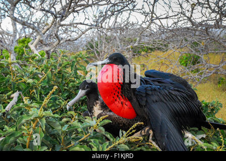 Paar der Fregattvögel Paarung, nisten - Male mit bunten roten Beutel aufgeblasen - Galapagos-Inseln, Ecuador, Südamerika Stockfoto