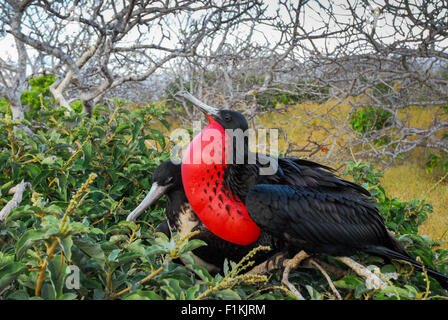 Paar der Fregattvögel Paarung, nisten - Male mit bunten roten Beutel aufgeblasen - Galapagos-Inseln, Ecuador, Südamerika Stockfoto