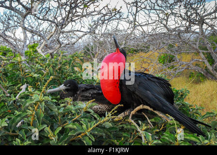 Paar der Fregattvögel Paarung, nisten - Male mit bunten roten Beutel aufgeblasen - Galapagos-Inseln, Ecuador, Südamerika Stockfoto