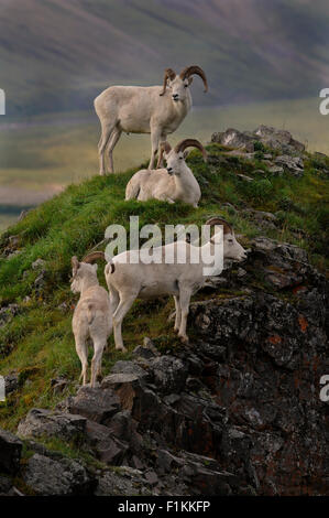 Dall-Schafe (Ovis Dalli) rammt auf Marmot Felsen in der Nähe von Polychrome Pass oberhalb der Tundra Tal und East Fork River. Denali National Pa Stockfoto