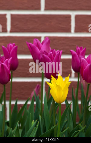 Eine helle zerzauste petaled gelbe Tulpe steht allein unter geglättete petaled rosa Tulpen mit einer gemauerten Wand Hintergrund. Stockfoto