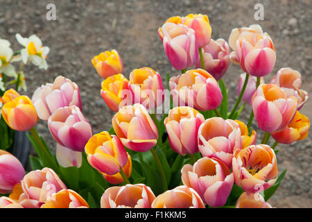 Blick hinunter auf eine Gruppe von Tulpe blüht mit gemischten Farben von Rosa, weiß, gelb und lila. Stockfoto