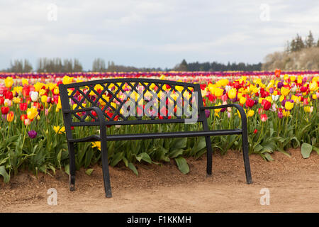 Eine schwarze Sitzbank am Rande ein Tulpenfeld in Oregon bietet einen stillstehenden Platz für Besucher. Stockfoto
