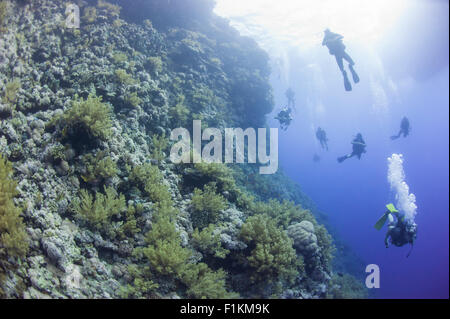 Taucher, die ein tropisches Korallenriff Unterwasser Steilwand erkunden Stockfoto