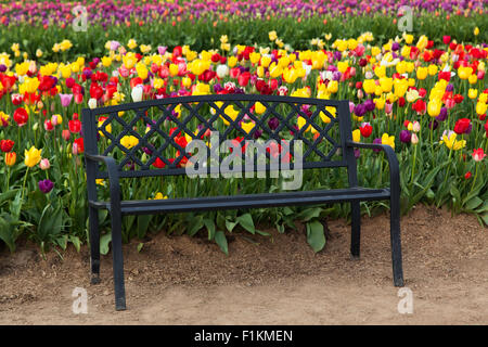 Eine schwarze Metallbank auf einem Schmutz Pfad mit einem Hintergrund von Bunte Tulpen auf einer Farm in Oregon. Stockfoto