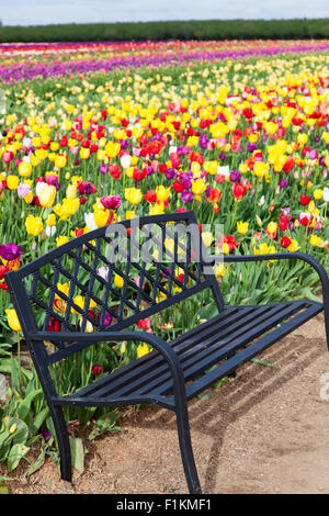 Eine schwarze Metallbank auf einem Schmutz Pfad mit einem Hintergrund von Bunte Tulpen auf einer Farm in Oregon. Stockfoto