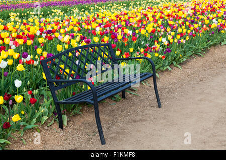 Eine schwarze Metallbank auf einem Schmutz Pfad mit einem Hintergrund von Bunte Tulpen auf einer Farm in Oregon. Stockfoto