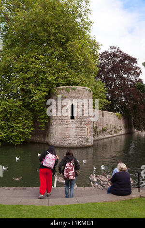 Menschen, die Fütterung von Schwänen und Enten in den Graben, der Bischofspalast, Wells Stadtzentrum, Somerset England UK Stockfoto