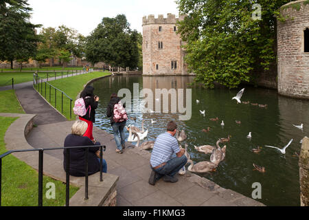 Leute füttern die Schwäne und Enten, der 13. Jahrhundert Bischof Palast Wassergraben, Wells, Somerset England UK Stockfoto