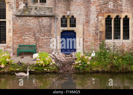 Schwäne im Burggraben, der Bischofspalast, Wells, Somerset England UK Stockfoto