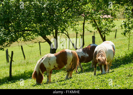 Ponys grasen im Feld Stockfoto