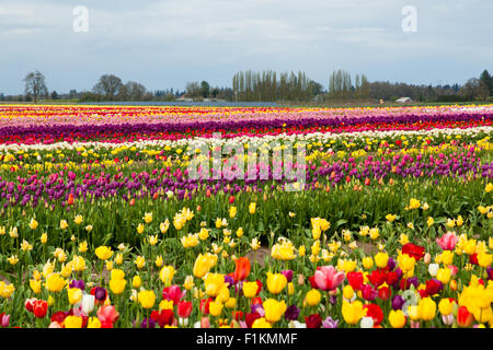 Reihen von bunten Frühling Tulpen wachsen auf einem Bauernhof im nördlichen Oregon. Stockfoto